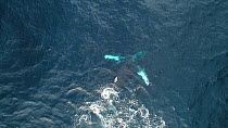 Aerial shot of a Humpback whale (Megaptera novaeangliae) tail slapping, upside down, Baja California, Mexico.