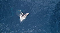 Aerial shot of a Humpback whale (Megaptera novaeangliae) flipper flapping, showing aggressive behaviour, Baja California, Mexico.