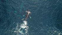 Aerial shot of a Humpback whale (Megaptera novaeangliae) surfacing and flipper flapping, showing aggressive behaviour, Baja California, Mexico.