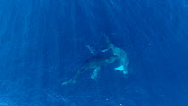 Aerial shot of Humpback whales (Megaptera novaeangliae) fighting below the surface, Baja California, Mexico.