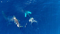 Aerial shot of Humpback whales (Megaptera novaeangliae) surfacing and interacting below the surface, Mexico.