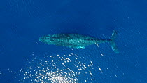 Aerial shot of a Humpback whale (Megaptera novaeangliae) surfacing and blowing, Baja California, Mexico.