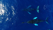 Aerial shot of Humpback whales (Megaptera novaeangliae) surfacing and flipper flapping, with Common bottlenose dolphins (Tursiops truncatus), Baja California, Mexico.