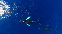 Aerial shot of Humpback whales (Megaptera novaeangliae) surfacing, North Pacific, Baja California, Mexico.