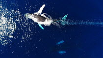 Aerial shot of Humpback whales (Megaptera novaeangliae) flipper flapping, blowing bubbles, showing aggressive behaviour, Baja California, Mexico.