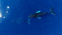Aerial shot of Humpback whales (Megaptera novaeangliae) at the surface, one rising to breathe, Baja California, Mexico.