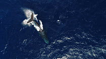 Aerial shot of a Humpback whale (Megaptera novaeangliae) tail-breaching, Baja California, Mexico.