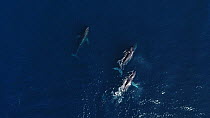 Aerial shot of a male Humpback whale (Megaptera novaeangliae) escorting a female (middle), with two other males trying to get access, Baja California, Mexico.