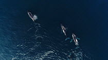 Aerial shot of a male Humpback whale (Megaptera novaeangliae) escorting a female (middle), with another male trying to get access, Baja California, Mexico.