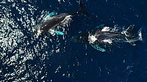 Aerial shot of two Humpback whales (Megaptera novaeangliae) surfacing, Baja California, Mexico.