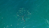 Aerial shot of a school of Munk's devil rays (Mobula munkiana), with individuals leaping, Sea of Cortez, Baja California, Mexico.
