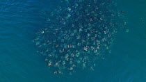 Aerial shot zooming out from a school of Munk's devil rays (Mobula munkiana), with individuals leaping, Sea of Cortez, Baja California, Mexico.