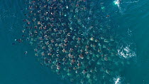 Aerial shot zooming in on a school of Munk's devil rays (Mobula munkiana), with individuals leaping, Sea of Cortez, Baja California, Mexico.