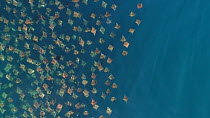 Aerial shot of a school of Munk's devil rays (Mobula munkiana), with individuals leaping, Sea of Cortez, Baja California, Mexico.