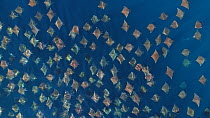 Aerial shot of a school of Munk's devil rays (Mobula munkiana), Sea of Cortez, Baja California, Mexico.