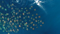 Aerial shot zooming out from a school of Munk's devil rays (Mobula munkiana), with individuals leaping, Sea of Cortez, Baja California, Mexico.