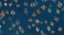 Aerial shot of a school of Munk's devil rays (Mobula munkiana), Sea of Cortez, Baja California, Mexico.