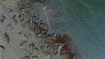 Aerial shot zooming out from a Northern elephant seal (Mirounga angustirostris) rookery, West Benito, Baja California, Mexico.