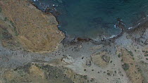 Aerial shot zooming in on a Northern elephant seal (Mirounga angustirostris) rookery, West Benito, Baja California, Mexico.