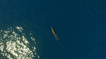Aerial shot of a female Pygmy beaked whale (Mesoplodon peruvianus) surfacing and diving, Sea of Cortez, Baja California, Mexico.