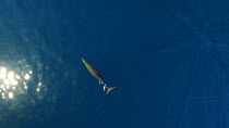 Aerial shot of a female Pygmy beaked whale (Mesoplodon peruvianus) surfacing and diving, Sea of Cortez, Baja California, Mexico.