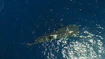 Aerial shot of a Whale shark (Rhincodon typus) swimming at surface, Sea of Cortez, Baja California, Mexico.