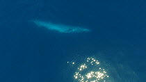 Aerial shot of a Blue whale (Balaenoptera musculus) turning onto its side, Sea of Cortez, Baja California, Mexico.
