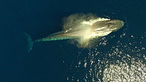 Aerial shot of a Blue whale (Balaenoptera musculus) surfacing and blowing, Sea of Cortez, Baja California, Mexico.
