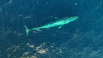Aerial shot of a Blue whale (Balaenoptera musculus) surfacing and blowing, Baja California, Mexico.
