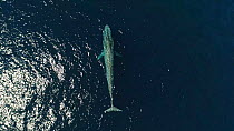 Aerial shot of a Blue whale (Balaenoptera musculus) surfacing and blowing before diving, Sea of Cortez, Baja California, Mexico.