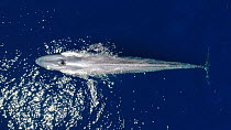Aerial shot of a Blue whale (Balaenoptera musculus) surfacing and blowing before diving, Baja California, Mexico.