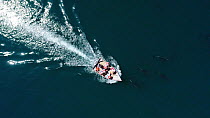 Aerial shot of Common bottlenose dolphins (Tursiops truncatus) bow riding, Sea of Cortez, Baja California, Mexico.