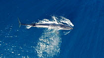 Aerial shot of a Bryde's whale (Balaenoptera brydei) surfacing and blowing, Sea of Cortez, Baja California, Mexico.