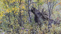 Eurasian elk (Alces alces) feeding on a Downy birch tree (Betula pubescens), Sarek National Park, Sweden, September.