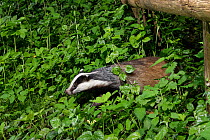 European badger (Meles meles) with grey and brown fur on its back using a trail under a fence separating a garden from surrounding woodland and meadows at night, Wiltshire, UK, May.