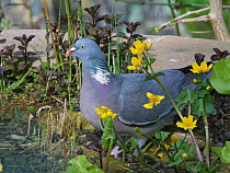 Wood pigeon (Columba palumbus) among King cup / Marsh marigold (Caltha palustris) flowers as it visits to drink from a garden pond, Wiltshire, UK, April.