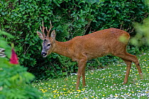 Roe deer (Capreolus capreolus) buck with well developed horns grazing on garden lawn carpeted with Common daisies (Bellis perennis) and Buttercups (Ranunculus acris) on a cloudy day, Wiltshire, UK, Ju...