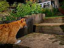 Domestic cat (Felis catus) climbing garden steps at night with a dead mouse in its jaws, Wiltshire, UK, June. Property released.