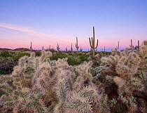 Chain cholla (Cylindropuntia fulgida) and Saguaro (Carnegiea gigantea) cacti in Sonoran Desert, at dawn. Ironwood National Monument, Arizona, USA.