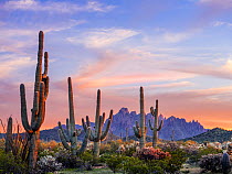Saguaro (Carnegiea gigantea) and Chain cholla (Cylindropuntia fulgida) cacti in Sonoran Desert at sunset, mountains in background. Ironwood National Monument, Arizona, USA. March 2020.