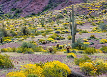 Sonoran Desert with Saguaro (Carnegiea gigantea), Teddy bear cholla (Cylindropuntia bigelovii), Ocotillo (Fouquieria splendens) and flowering Brittlebush (Encelia farinosa). Cabeza Prieta National Wil...