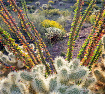 Teddy bear cholla (Cylindropuntia bigelovii) cacti and Ocotillo (Fouquieria splendens) with flowering Brittlebush (Encelia farinosa) in background, in morning light. Cabeza Prieta National Wildlife Re...