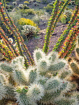 Teddy bear cholla cactus (Cylindropuntia bigelovii) with Ocotillo (Fouquieria splendens) and flowering Brittlebush (Encelia farinosa) in background. Cabeza Prieta National Wildlife Refuge, Arizona, US...
