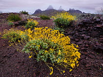 Brittlebush (Encelia farinosa) with mountains in background, following rainfall. Cabeza Prieta National Wildlife Refuge, Arizona, USA. March 2020.