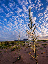 Desert lily (Hesperocallis undulata) in Mohawk Dunes at dawn. Barry M Goldwater Air Force Range, Arizona, USA. March 2020.
