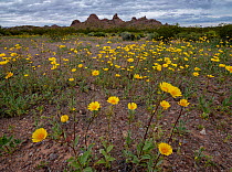 Desert sunflower (Geraea canescens) flowering in Sonoran Desert following rain storm. Cabeza Prieta National Wildlife Refuge, Sonoran Desert, Arizona, USA. March 2020.