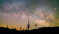 Saguaro (Carnegiea gigantea) cacti silhouetted under Milky Way in pre-dawn light. Cabeza Prieta National Wildlife Refuge, Sonoran Desert, Arizona, USA. February 2020.