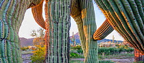 Saguaro (Carnegiea gigantea), old cactus with twisted descending arms, in morning light. Cabeza Prieta National Wildlife Refuge, Arizona, USA. February 2020.
