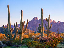 Saguaro (Carnegiea gigantea) and Chain cholla (Cylindropuntia fulgida) cacti with Rugged Top Mountain, Silverbell Range in background, at sunset. Ironwood National Monument, Arizona, USA. February 202...