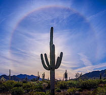 Saguaro (Carnegiea gigantea) cacti silhouetted against morning sun. Optical phenomenon known as glory in sky caused by sun burning off ground fog. Cabeza Prieta National Wildlife Refuge, Arizona, USA....